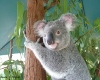 photo_Koala
